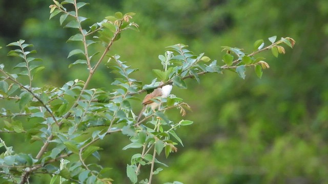 Yellow-eyed Babbler - ML609278929