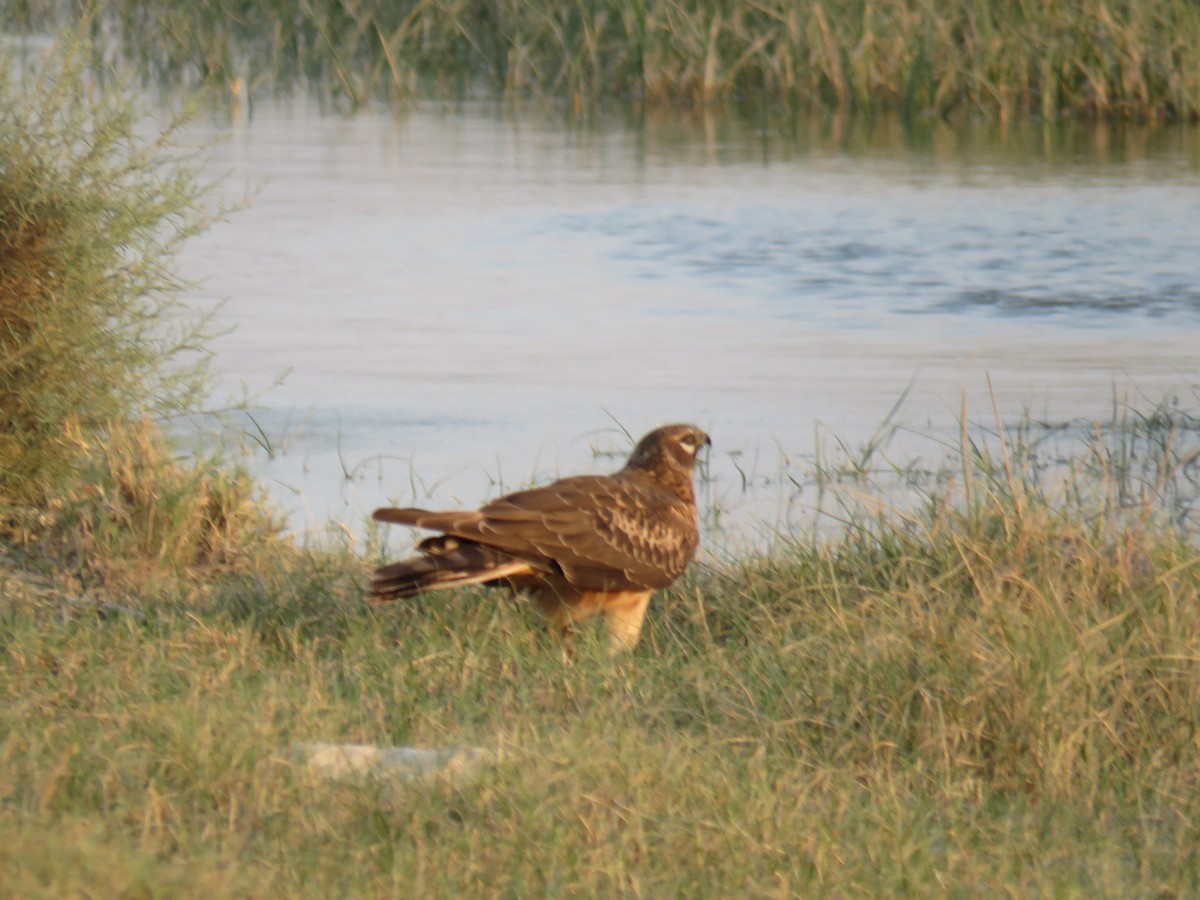 Pallid Harrier - ML609278942