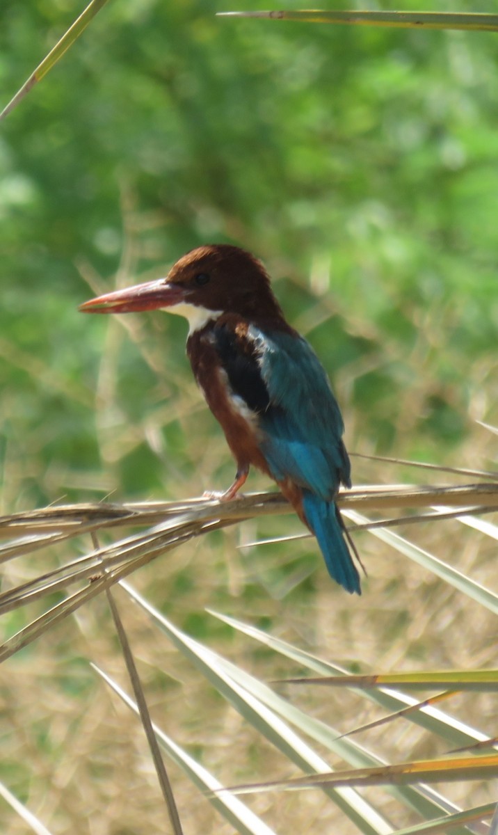 White-throated Kingfisher - ML609279187