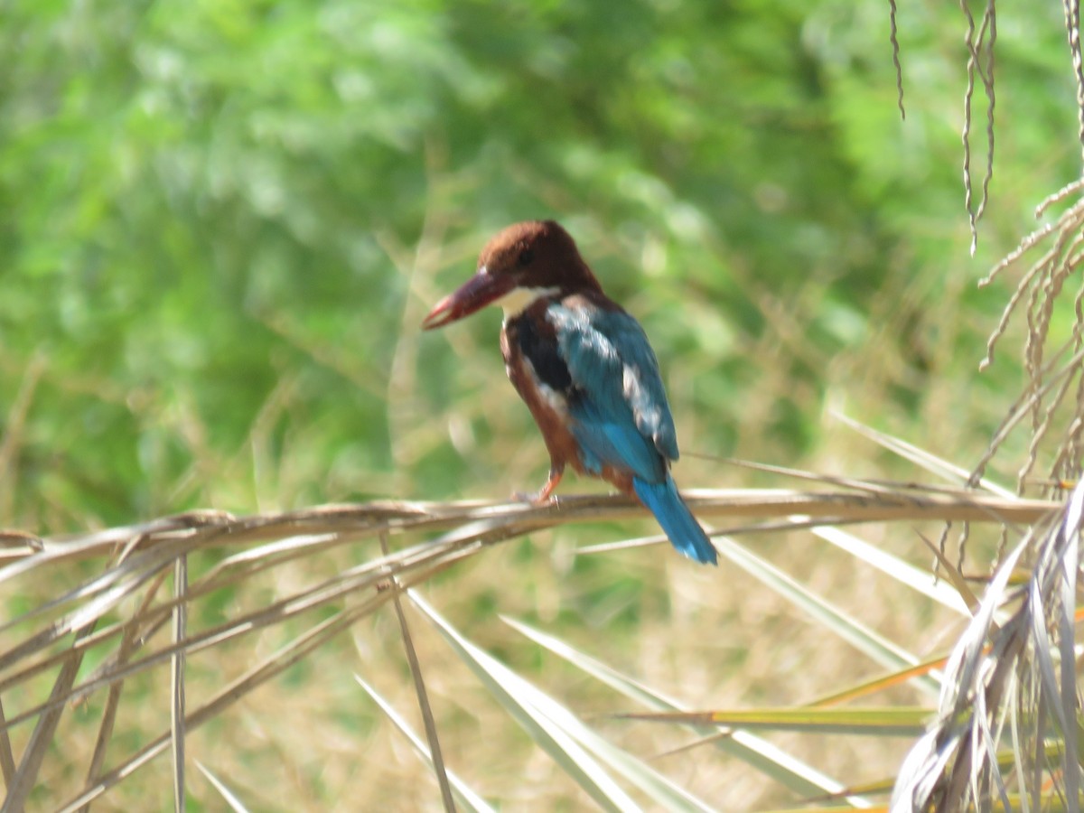White-throated Kingfisher - ahmad mohammadi ravesh