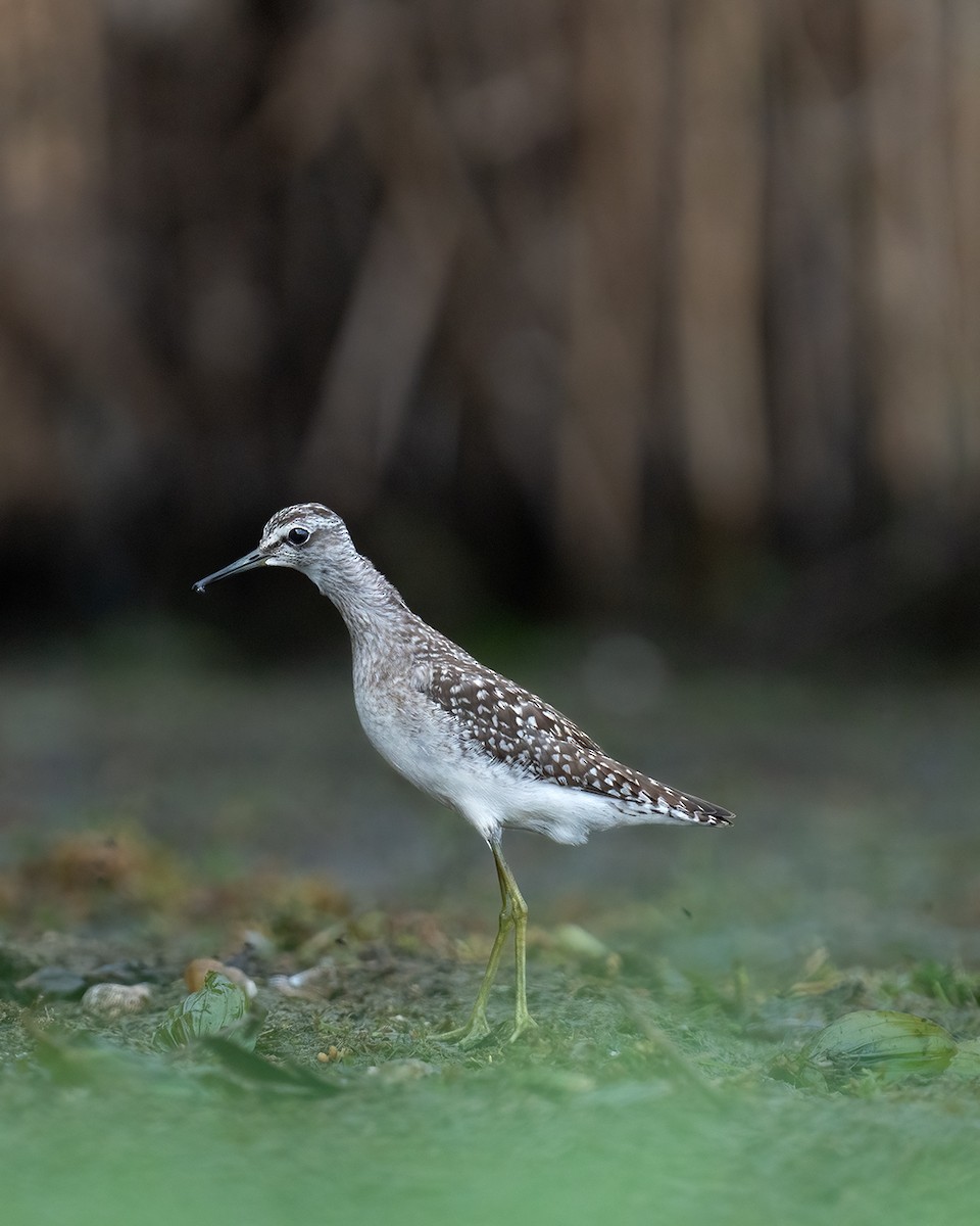 Wood Sandpiper - Ertuğrul Divlecen