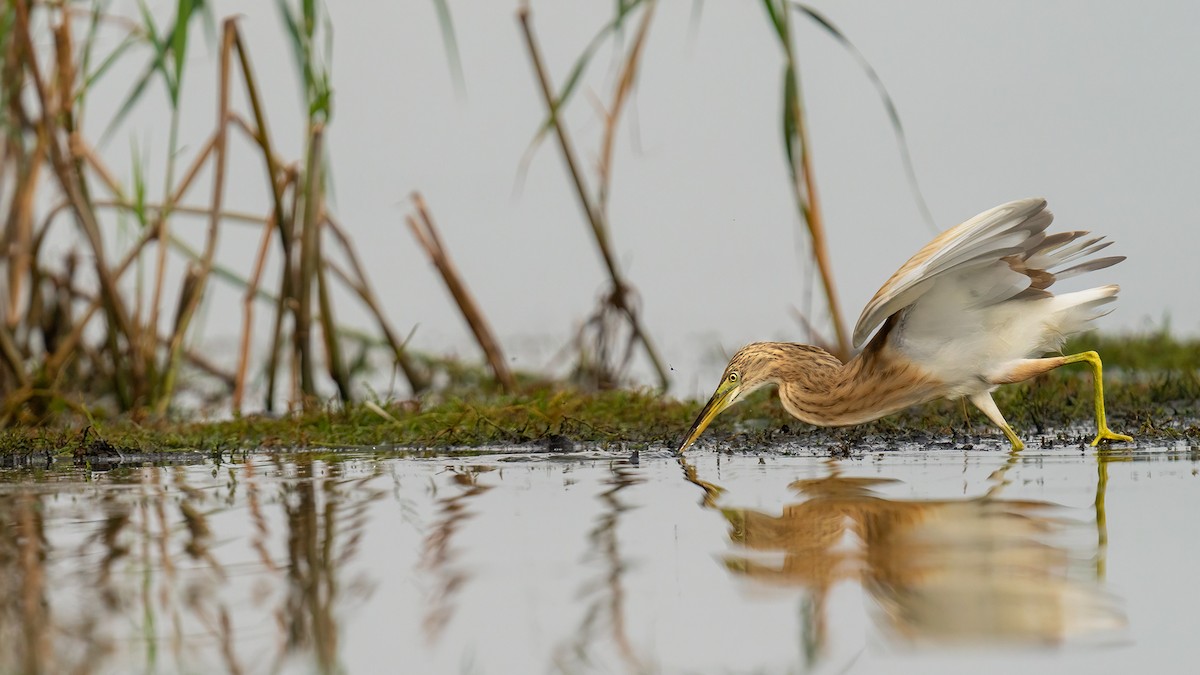 Squacco Heron - ML609279306