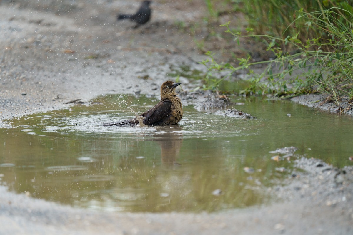 Boat-tailed Grackle - ML609279345