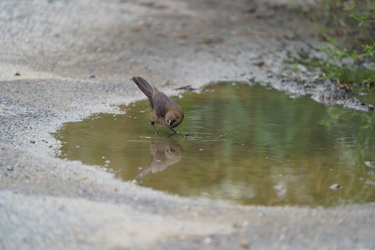Boat-tailed Grackle - ML609279346