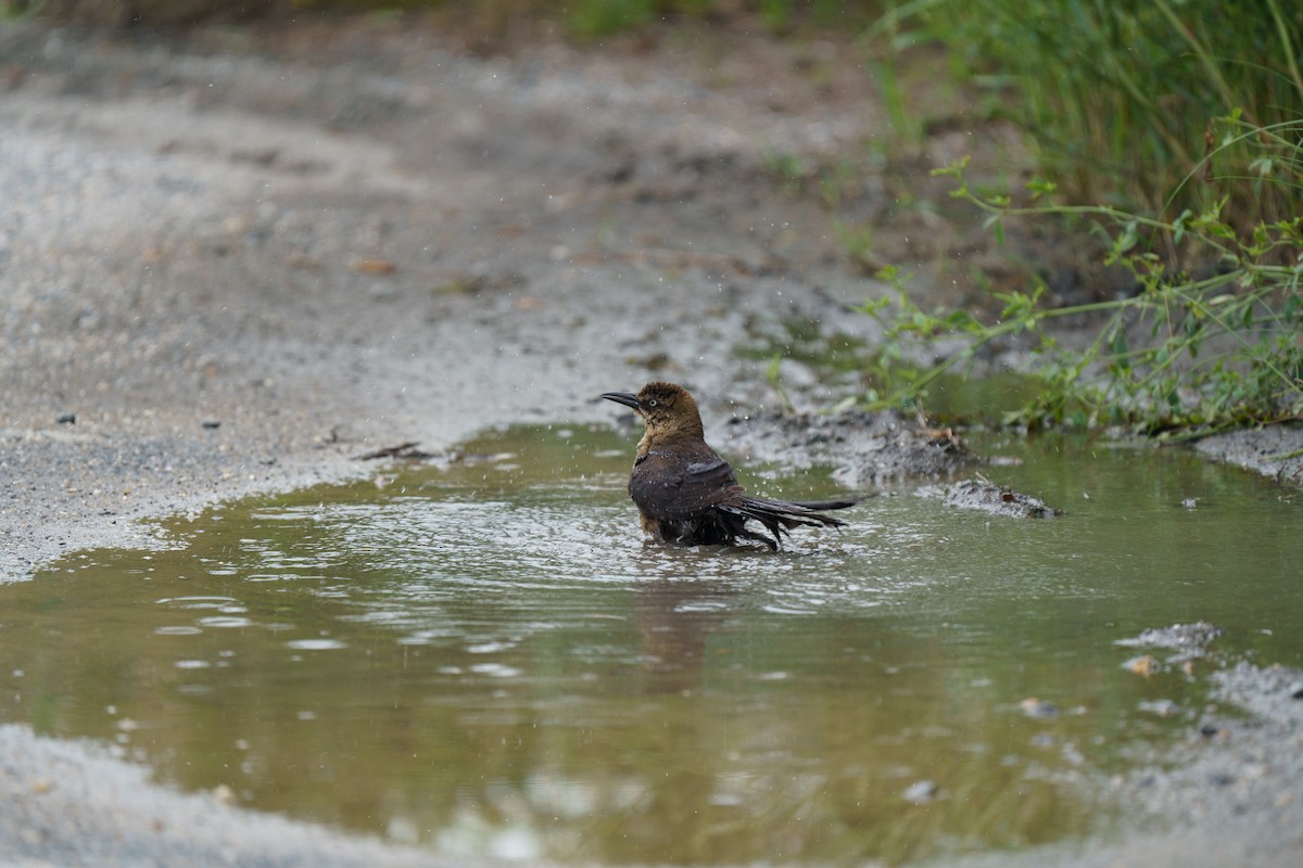 Boat-tailed Grackle - ML609279347