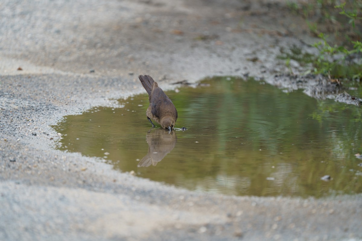 Boat-tailed Grackle - ML609279348