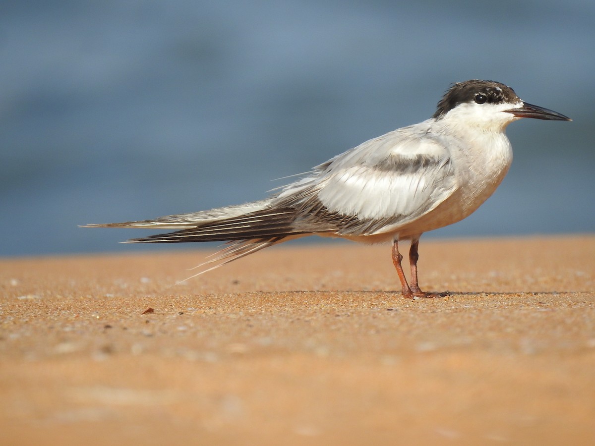 Common Tern - ML609279400