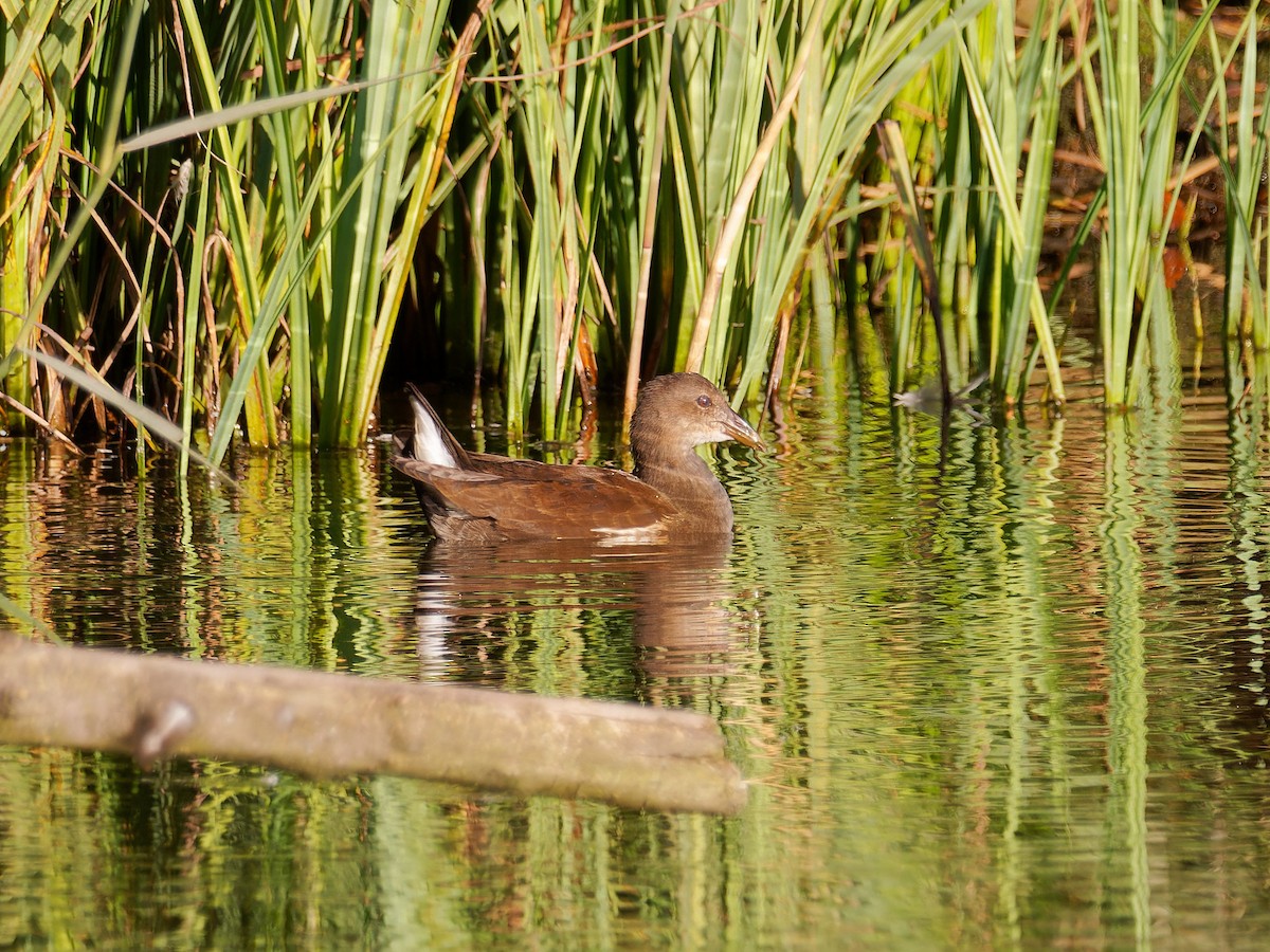 Eurasian Moorhen - ML609279402