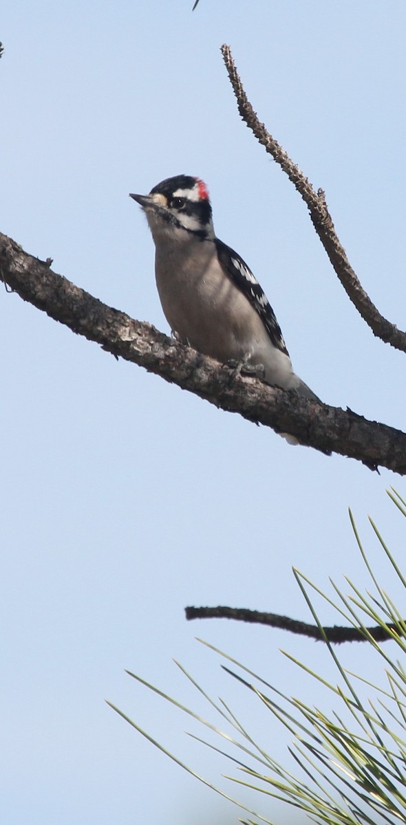 Downy Woodpecker - ML60927941