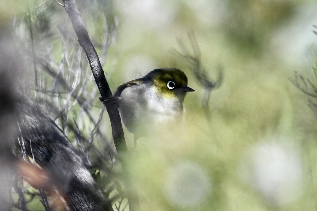 Zostérops à dos gris - ML609279493