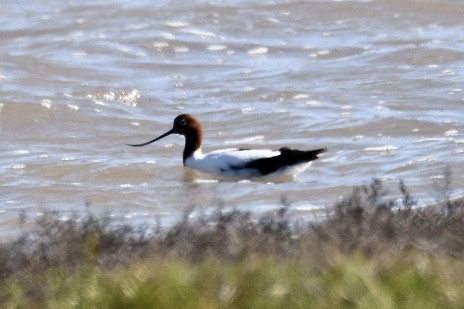 Red-necked Avocet - ML609279499