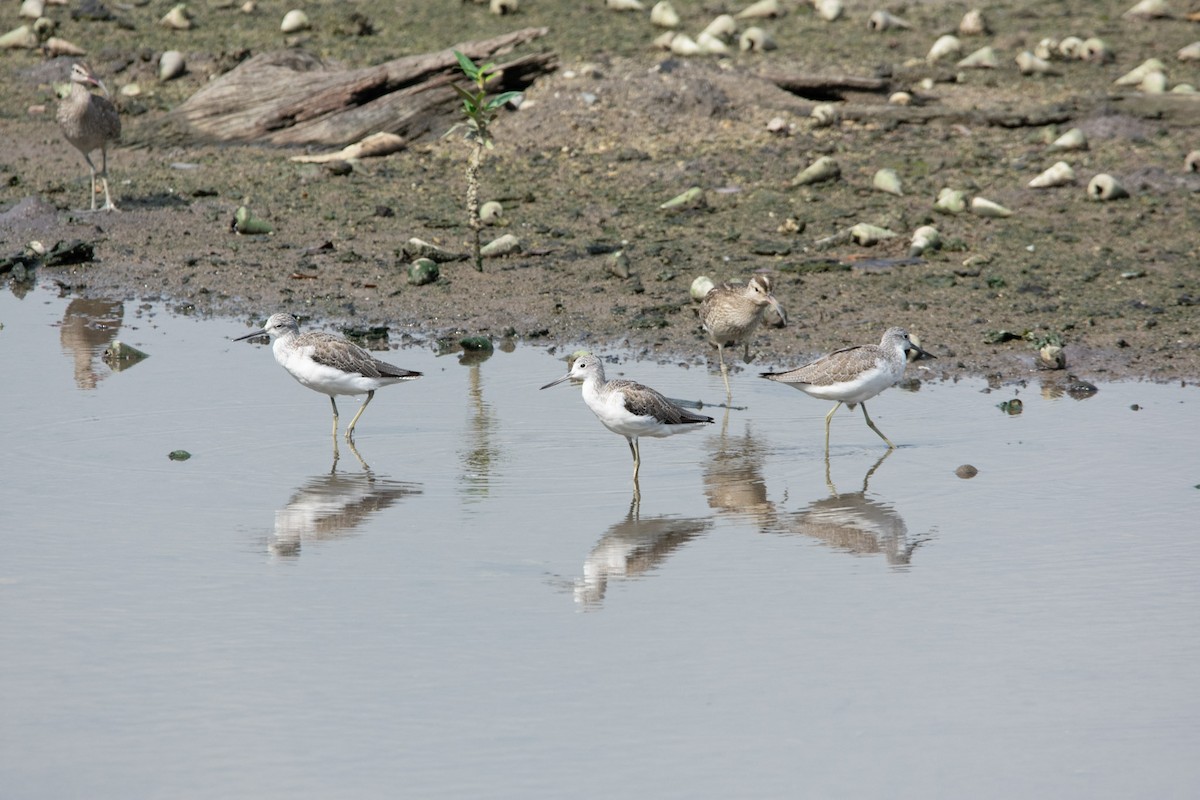 Common Greenshank - ML609279540