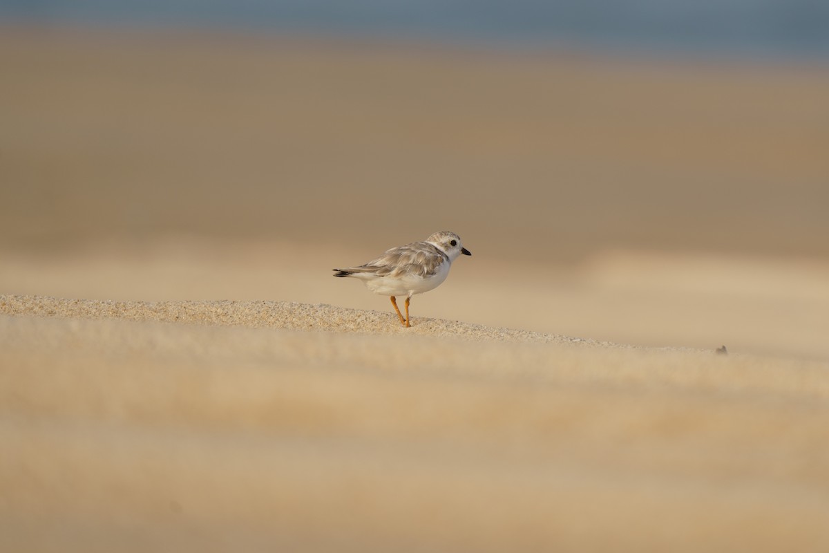 Piping Plover - ML609279543