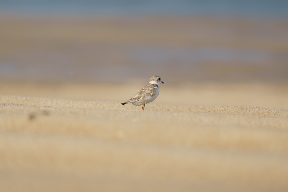 Piping Plover - ML609279544