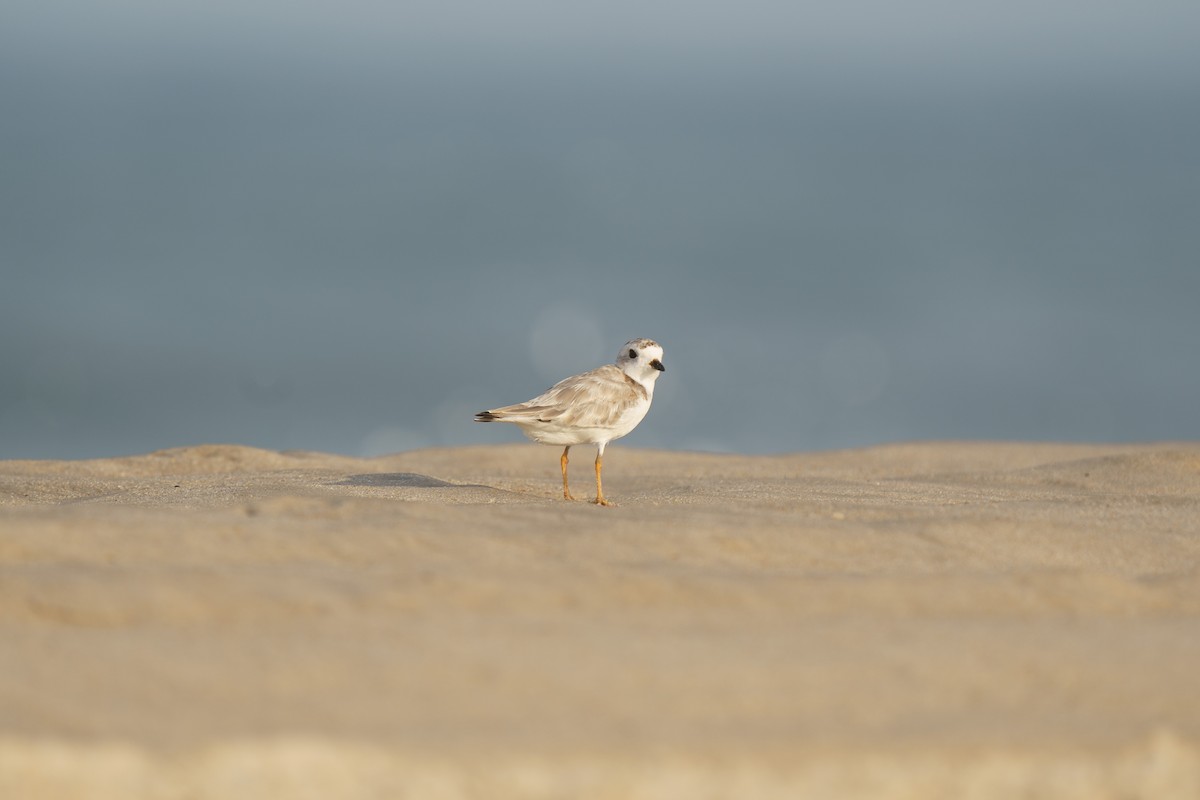 Piping Plover - ML609279545