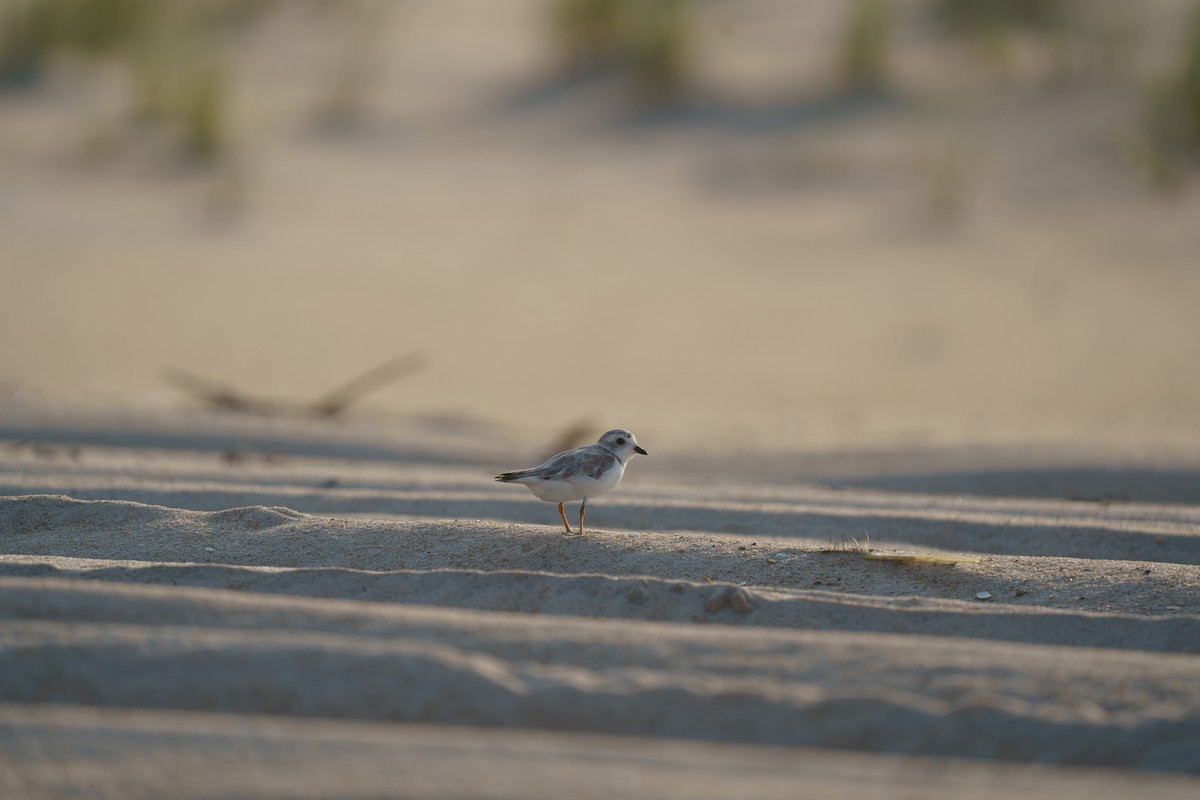 Piping Plover - Marshall Mumford