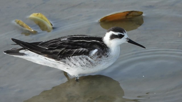 Red-necked Phalarope - ML609279551