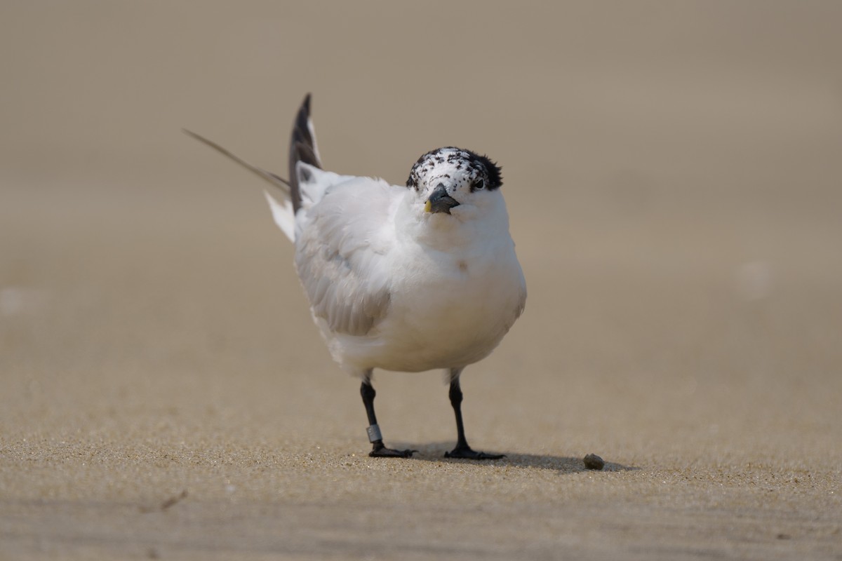 Sandwich Tern - ML609279753