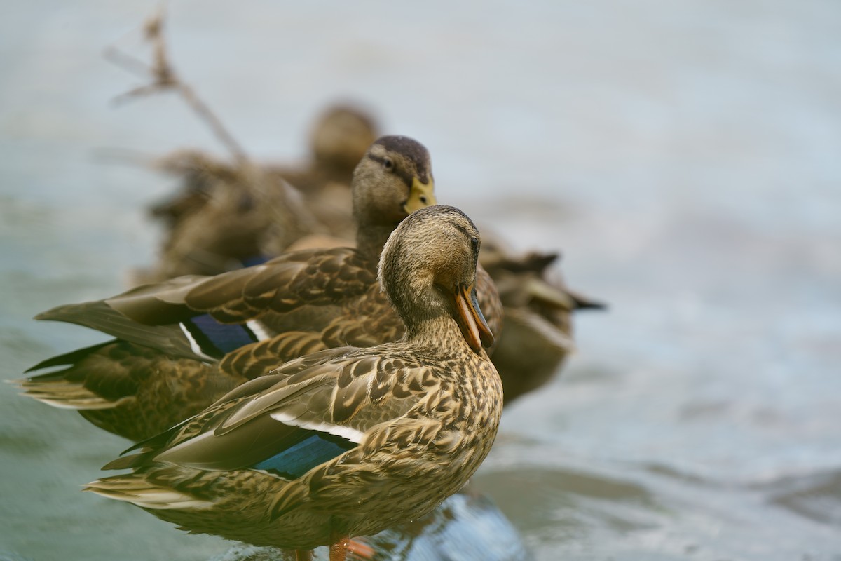 Canard colvert - ML609279851