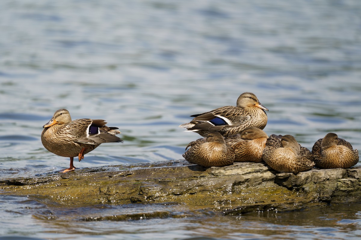 Mallard - ML609279853