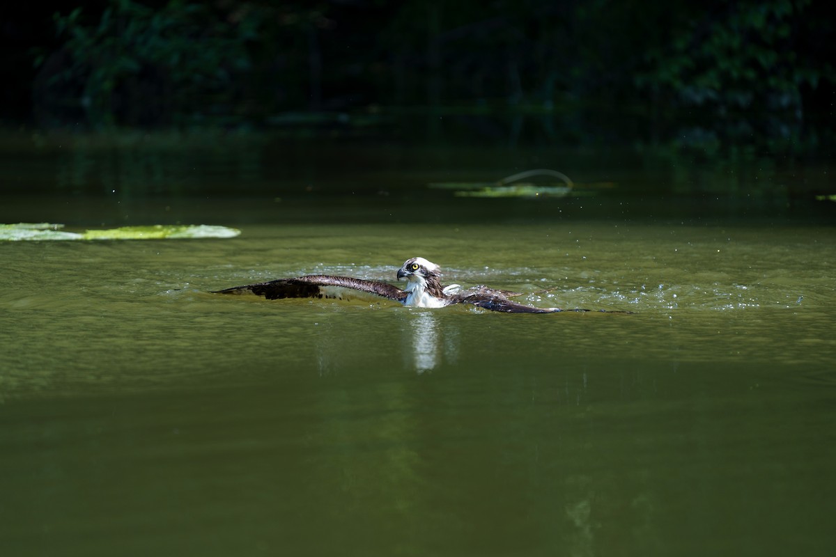 Osprey - ML609279862