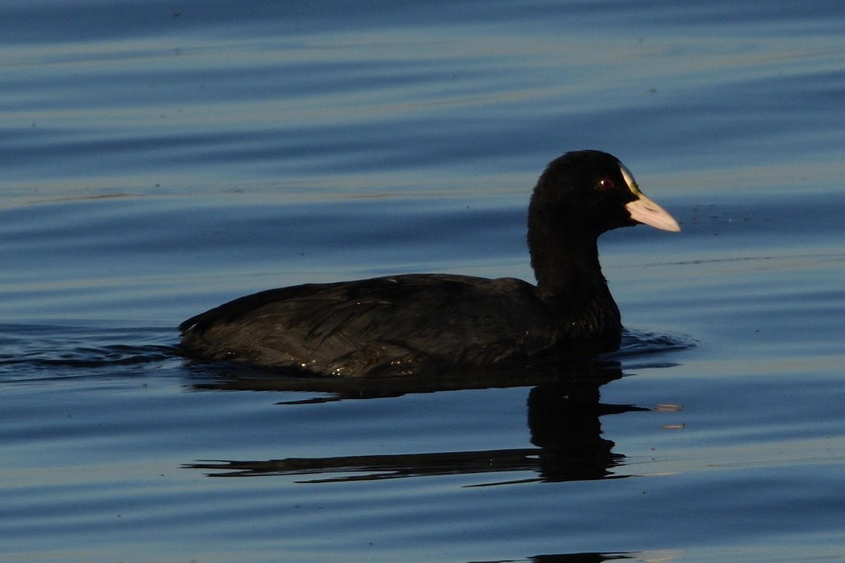 Eurasian Coot - ML609279912