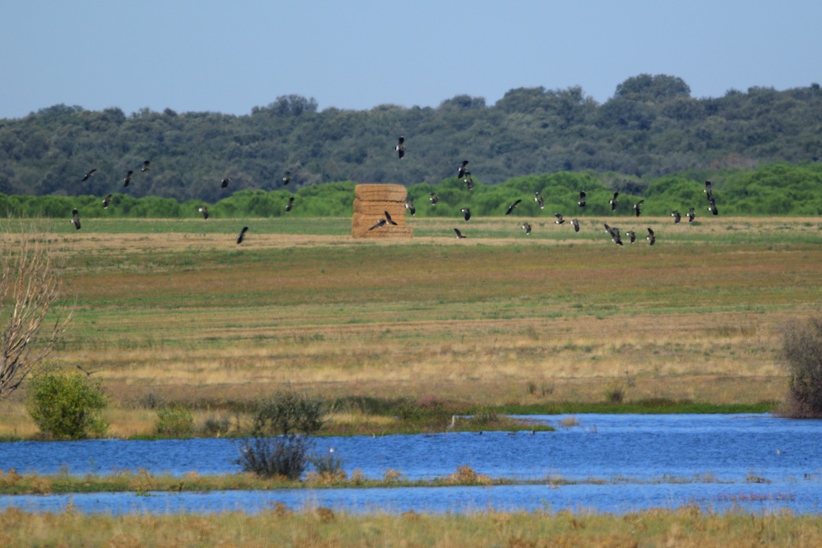 Northern Lapwing - ML609279916