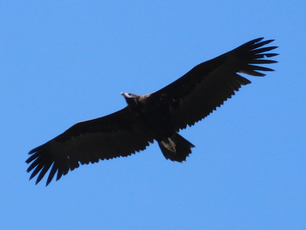 Cinereous Vulture - Jadon Robles