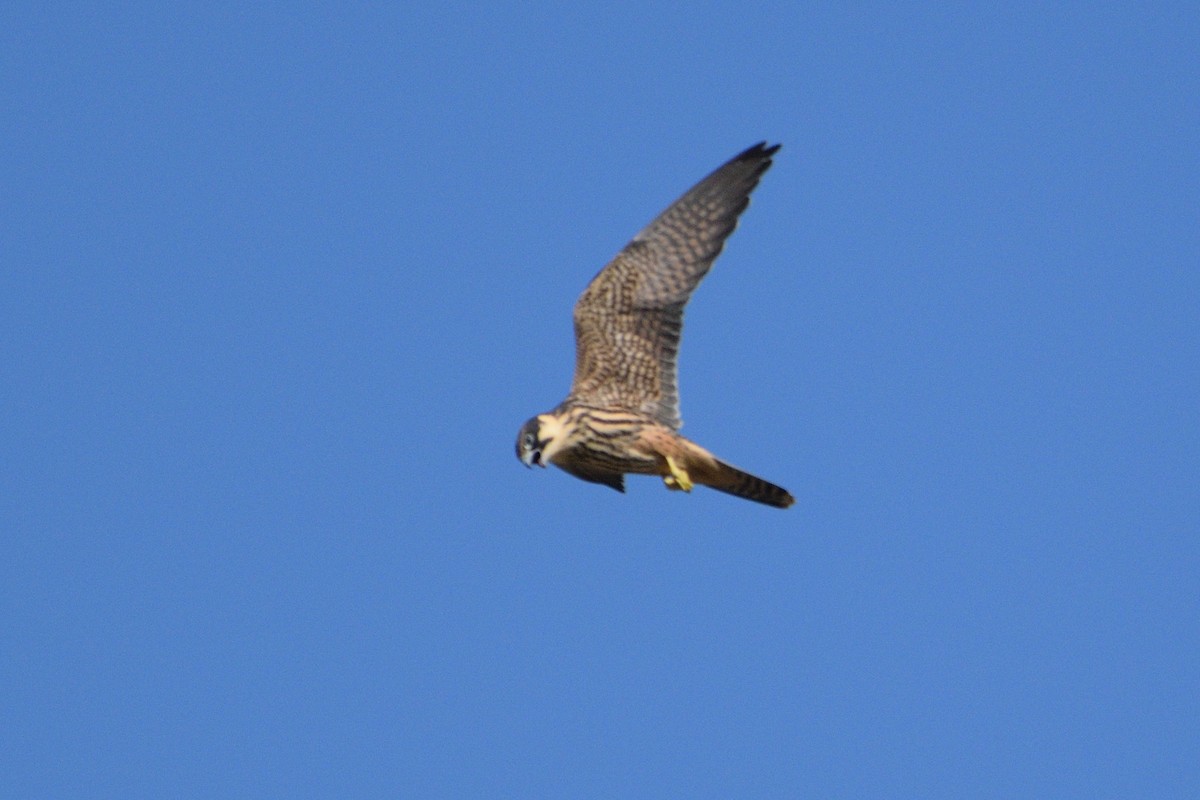 Eurasian Hobby - ML609279970