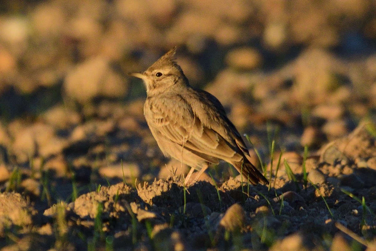 Crested Lark (Crested) - ML609279983