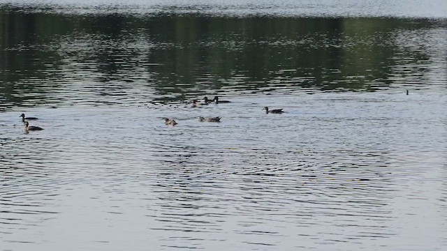 čírka obecná (ssp. carolinensis) - ML609280051