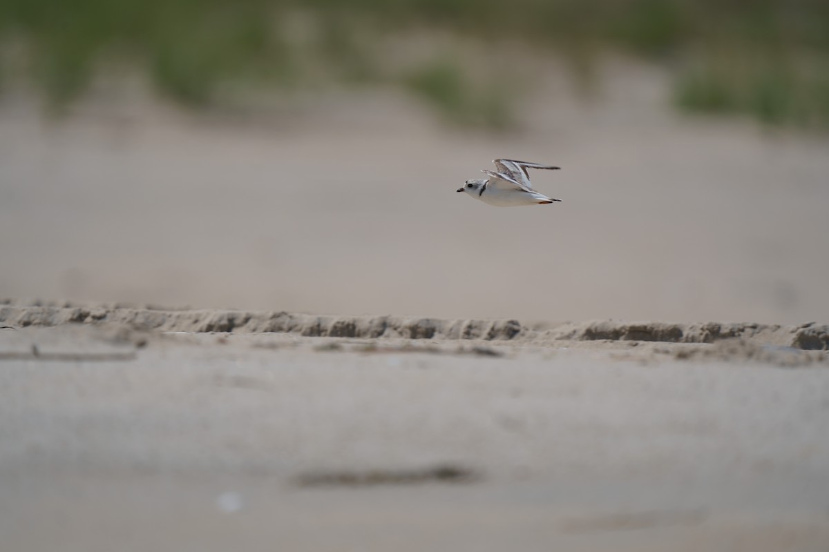 Piping Plover - ML609280095