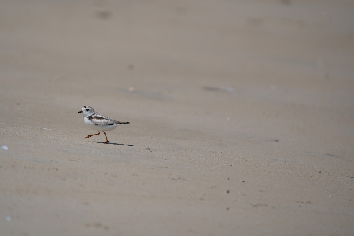 Piping Plover - ML609280096