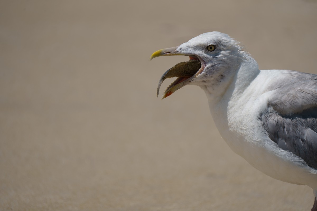 Herring Gull - ML609280110