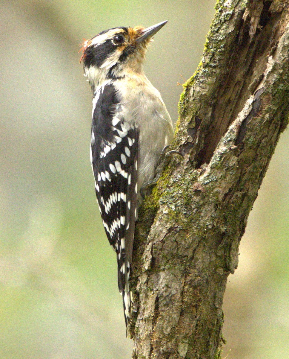 Downy Woodpecker (Eastern) - ML609280114