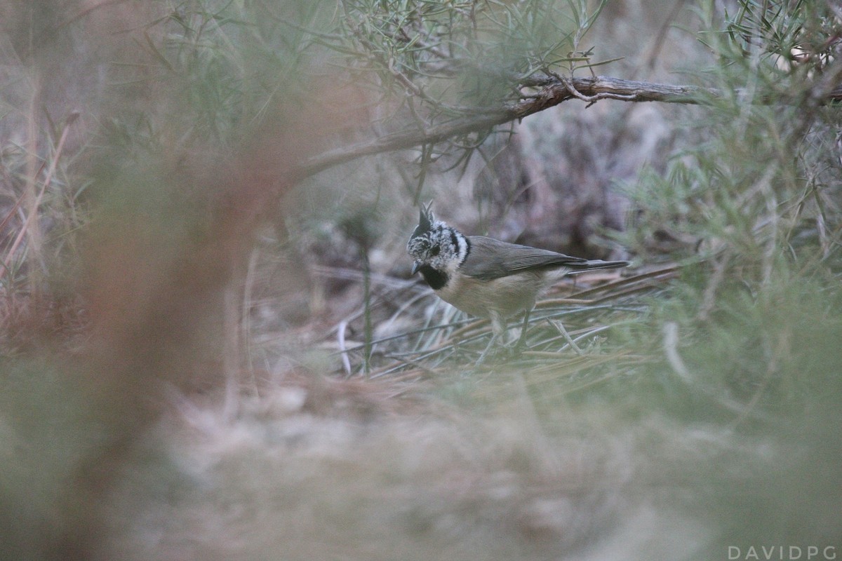 Crested Tit - ML609280120