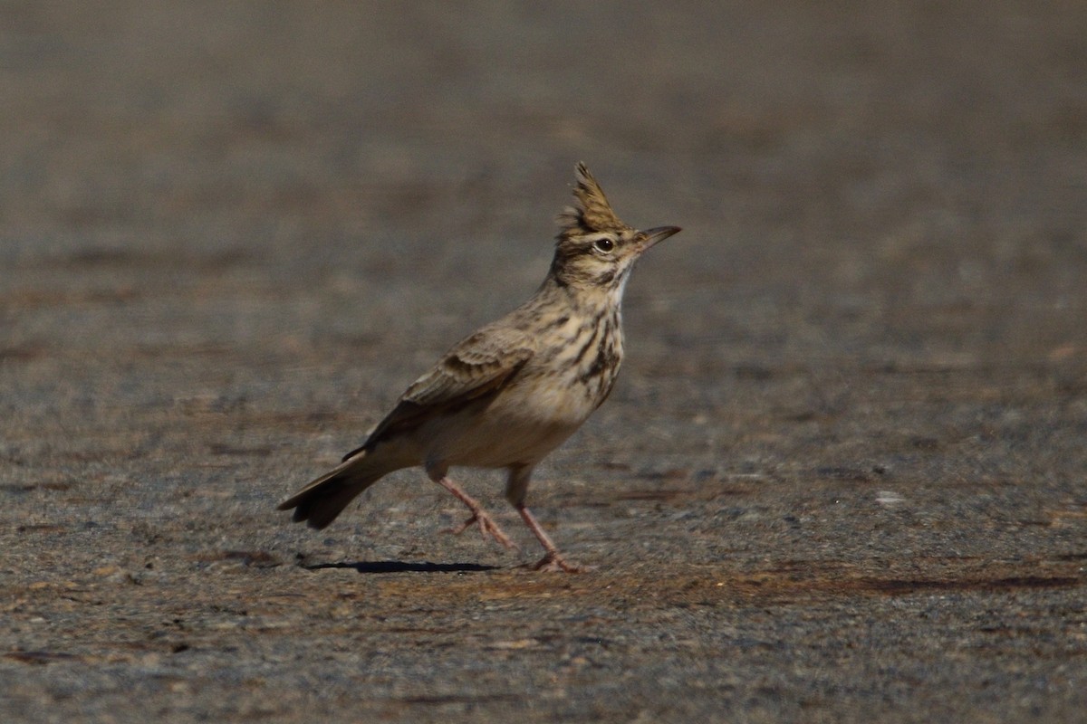 Crested Lark (Crested) - ML609280128