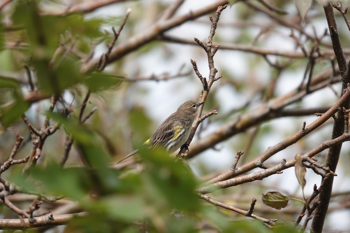 Yellow-rumped Warbler - Gail Glasgow