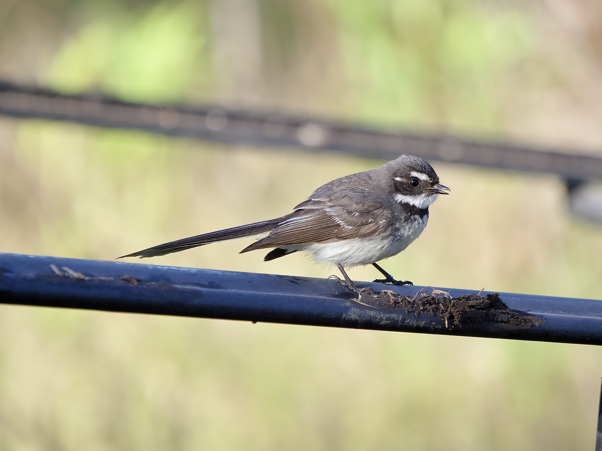 Gray Fantail - ML609280162