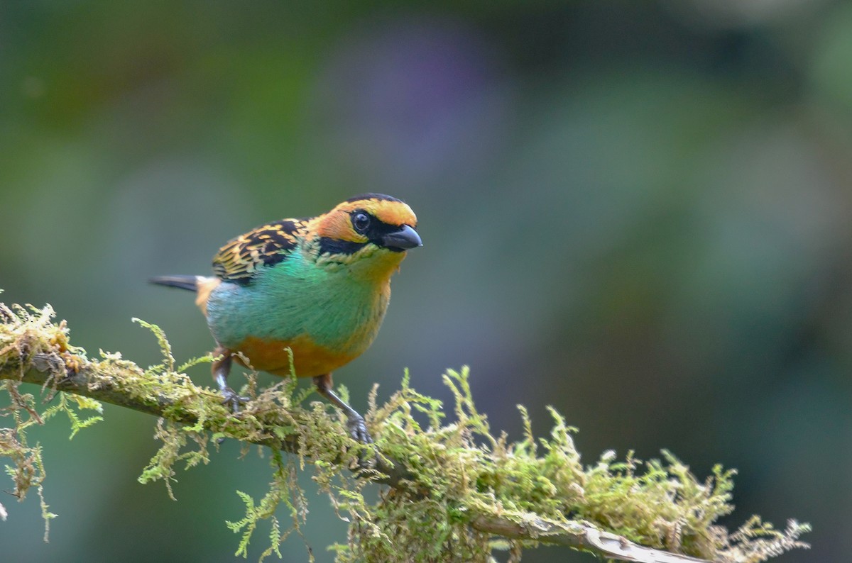 Golden-eared Tanager - ML609280164