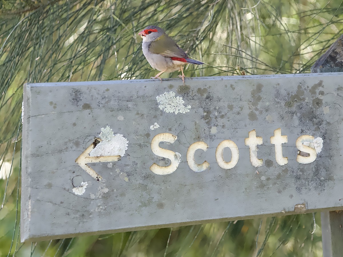 Red-browed Firetail - ML609280165