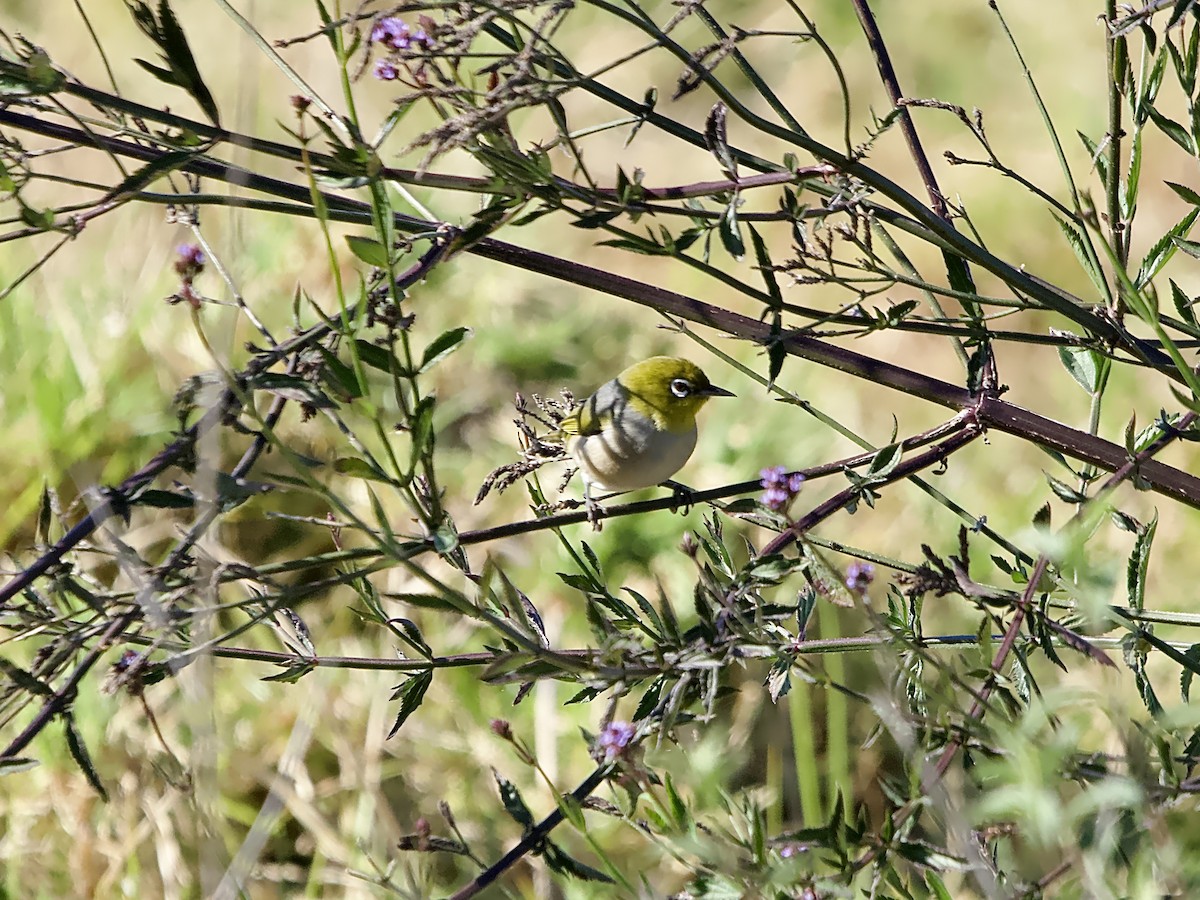 Graumantel-Brillenvogel - ML609280170