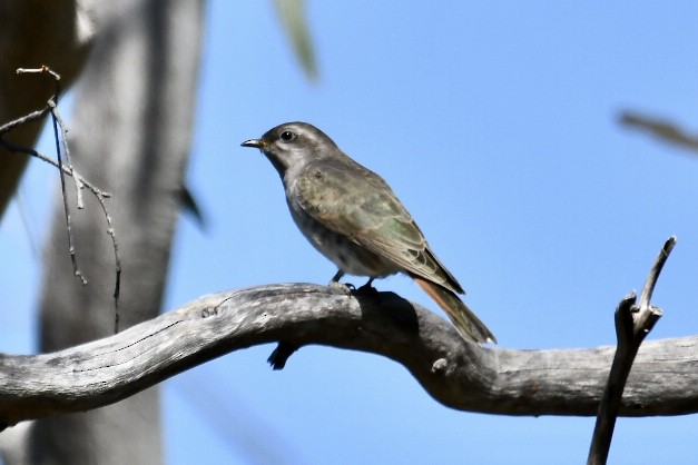 Horsfield's Bronze-Cuckoo - ML609280187