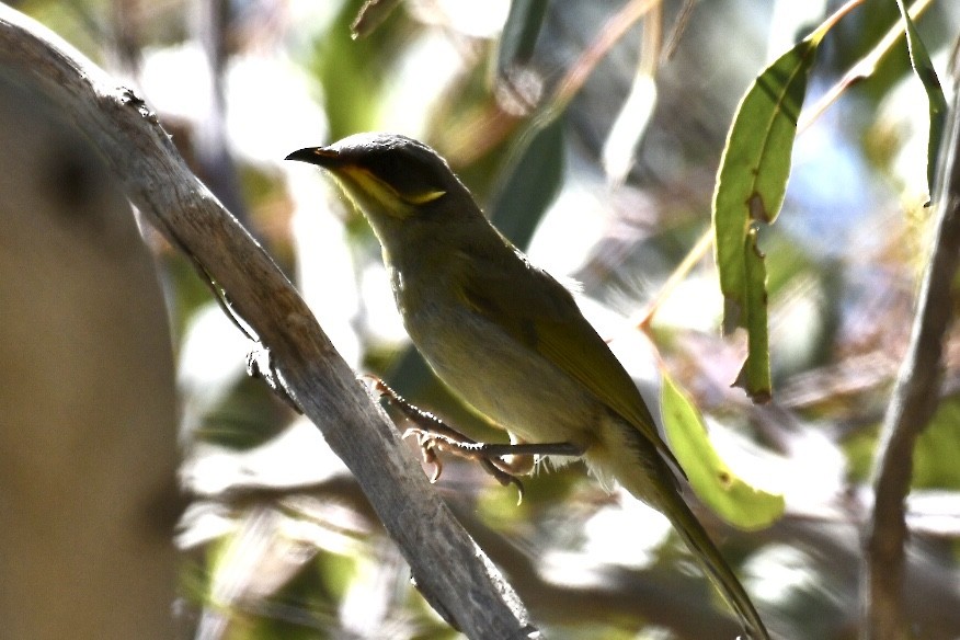 Purple-gaped Honeyeater - ML609280190