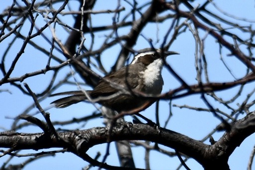 White-browed Babbler - ML609280192