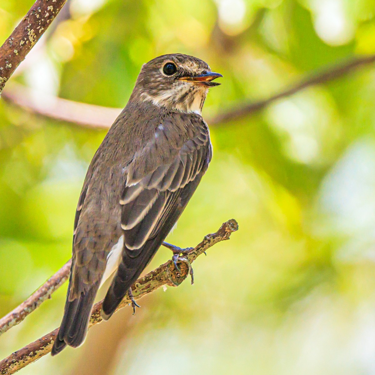 Gray-streaked Flycatcher - Masaharu Inada