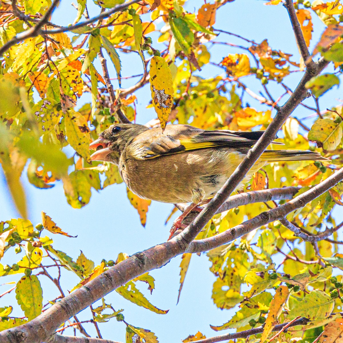 Oriental Greenfinch - ML609280221