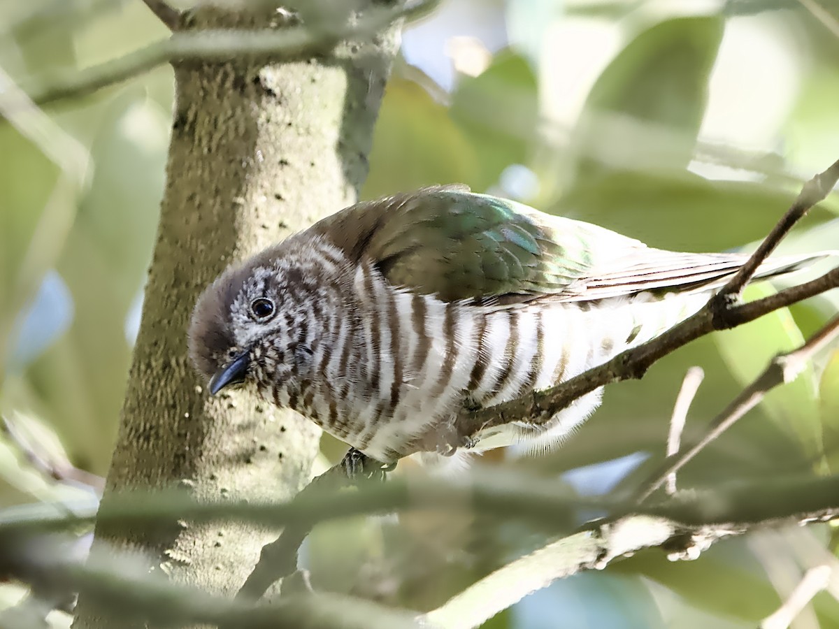 Shining Bronze-Cuckoo - ML609280235