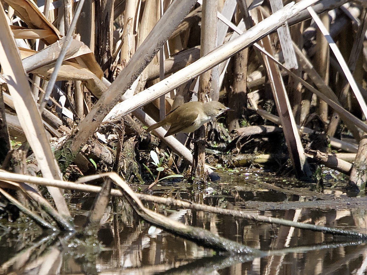 Australian Reed Warbler - ML609280257