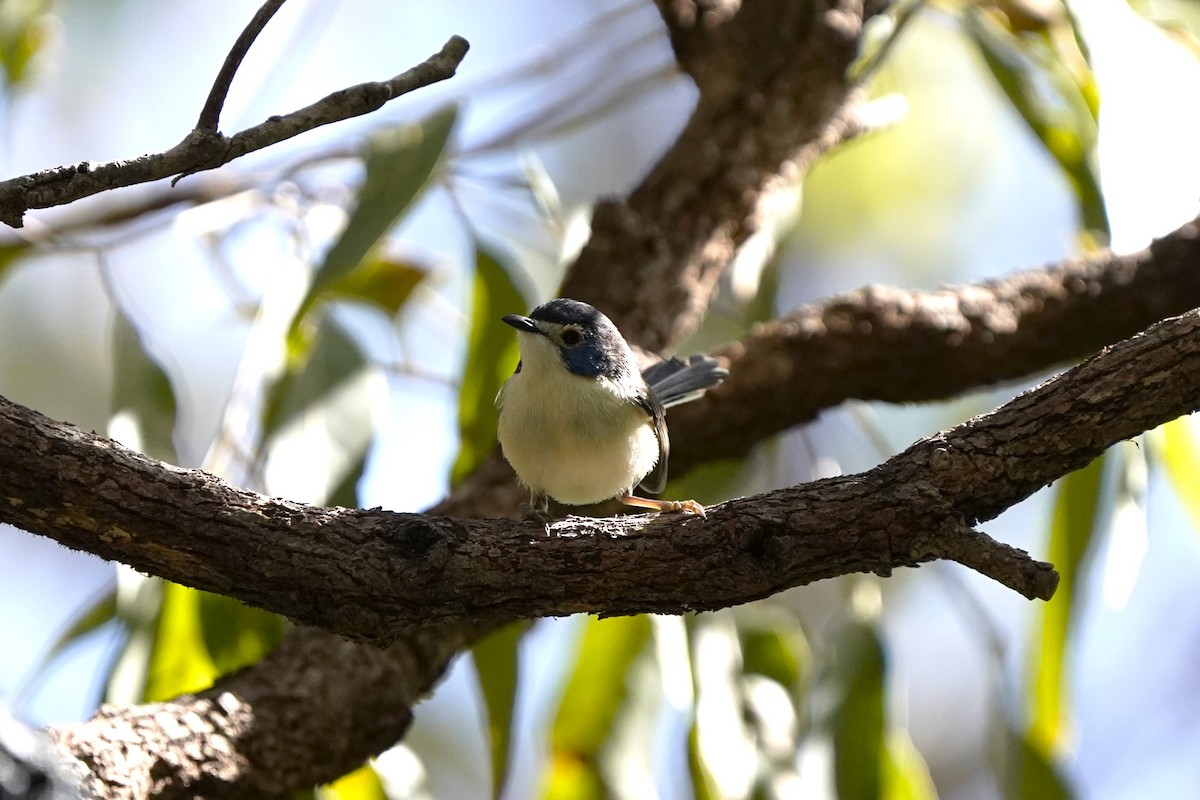 Lovely Fairywren - ML609280327
